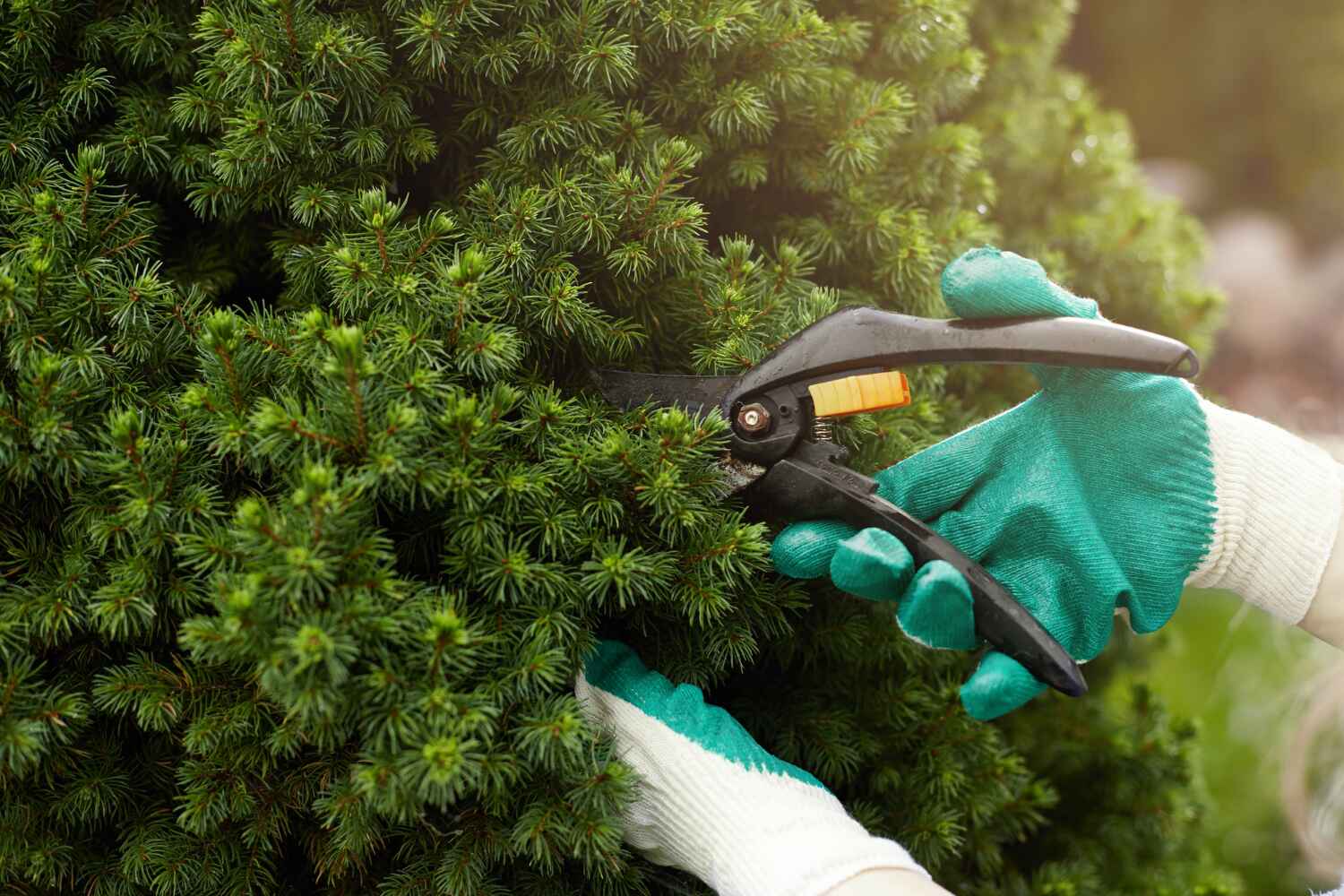 Professional Tree Service in Copperopolis, CA